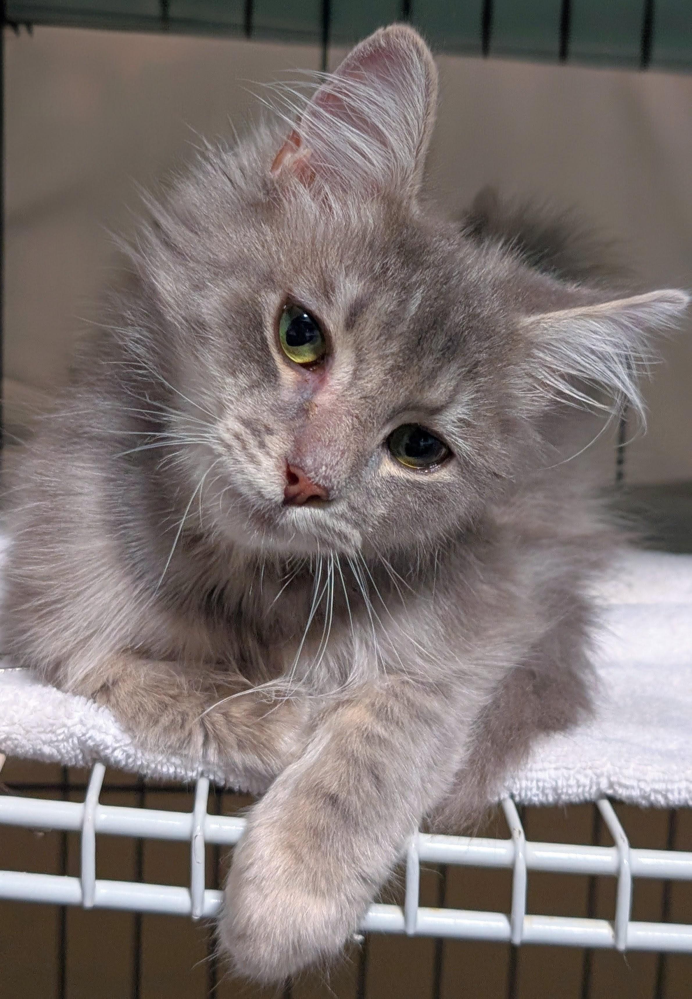 Enlarge Domino, a ADOPTABLE Himalayan in San Diego, CA image 2/3