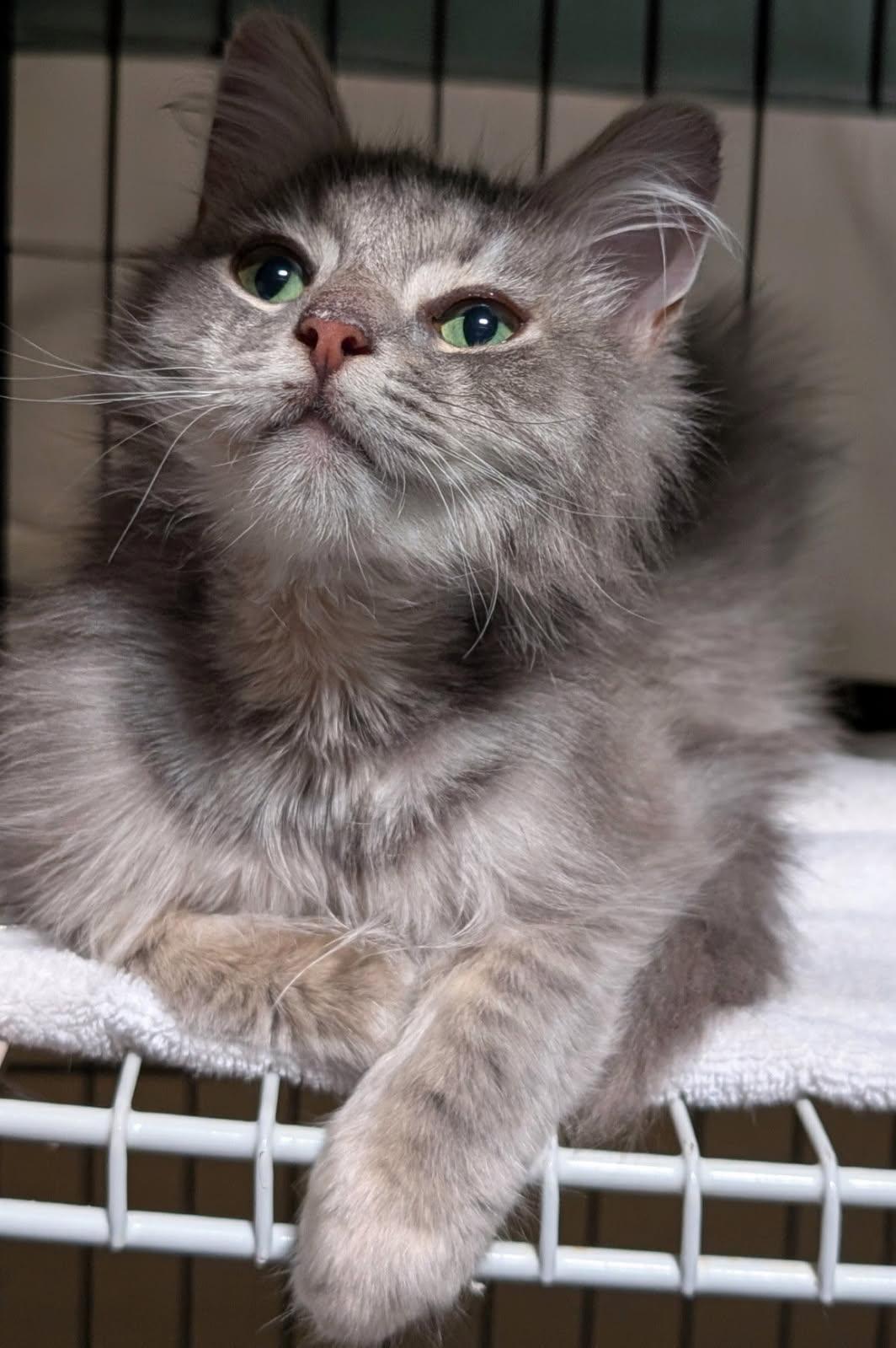 Enlarge Domino, a ADOPTABLE Himalayan in San Diego, CA image 1/3