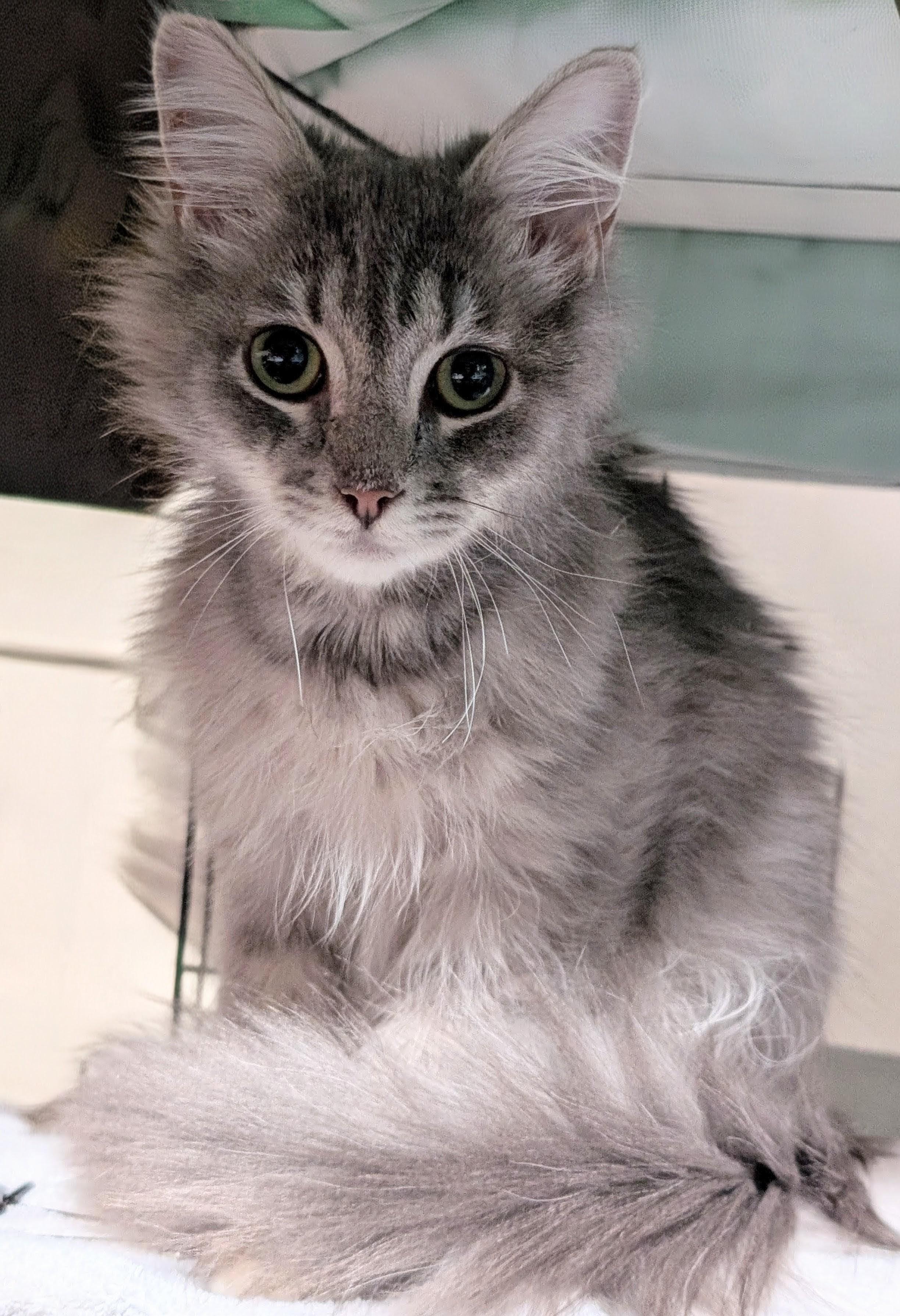 Enlarge Domino, a ADOPTABLE Himalayan in San Diego, CA image 3/3