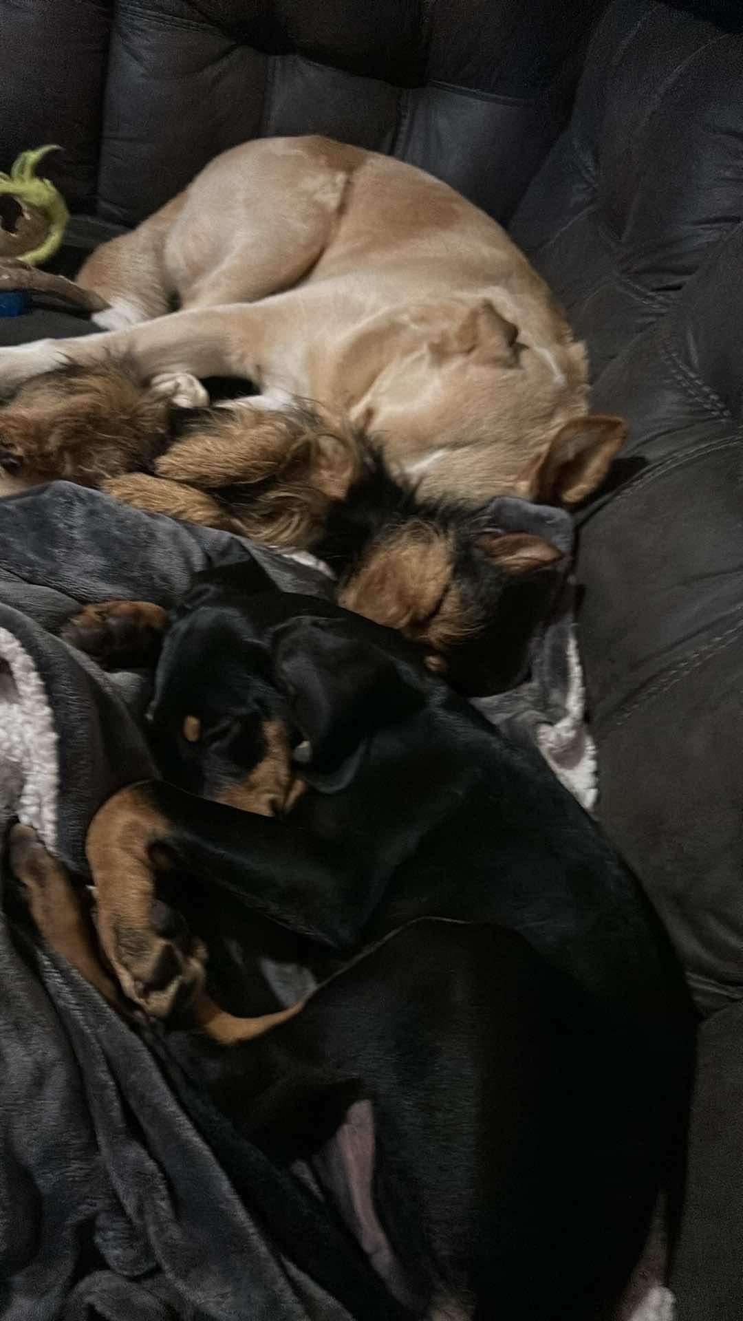 Ginny, Adopted, Puppy Female Coonhound.