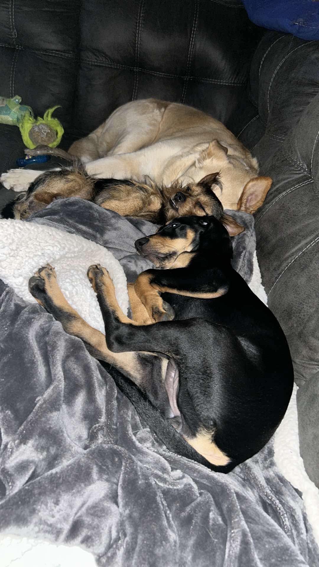 Ginny, a Adopted Coonhound in Greenfield, OH image 6/6