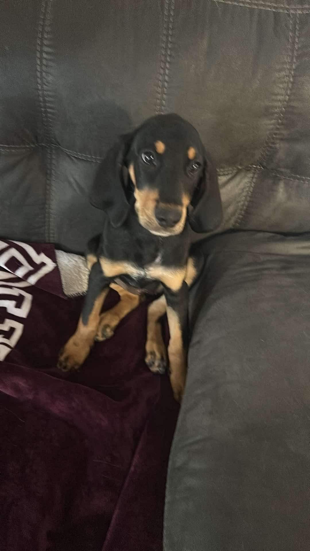 Ginny, a Adopted Coonhound in Greenfield, OH image 1/6