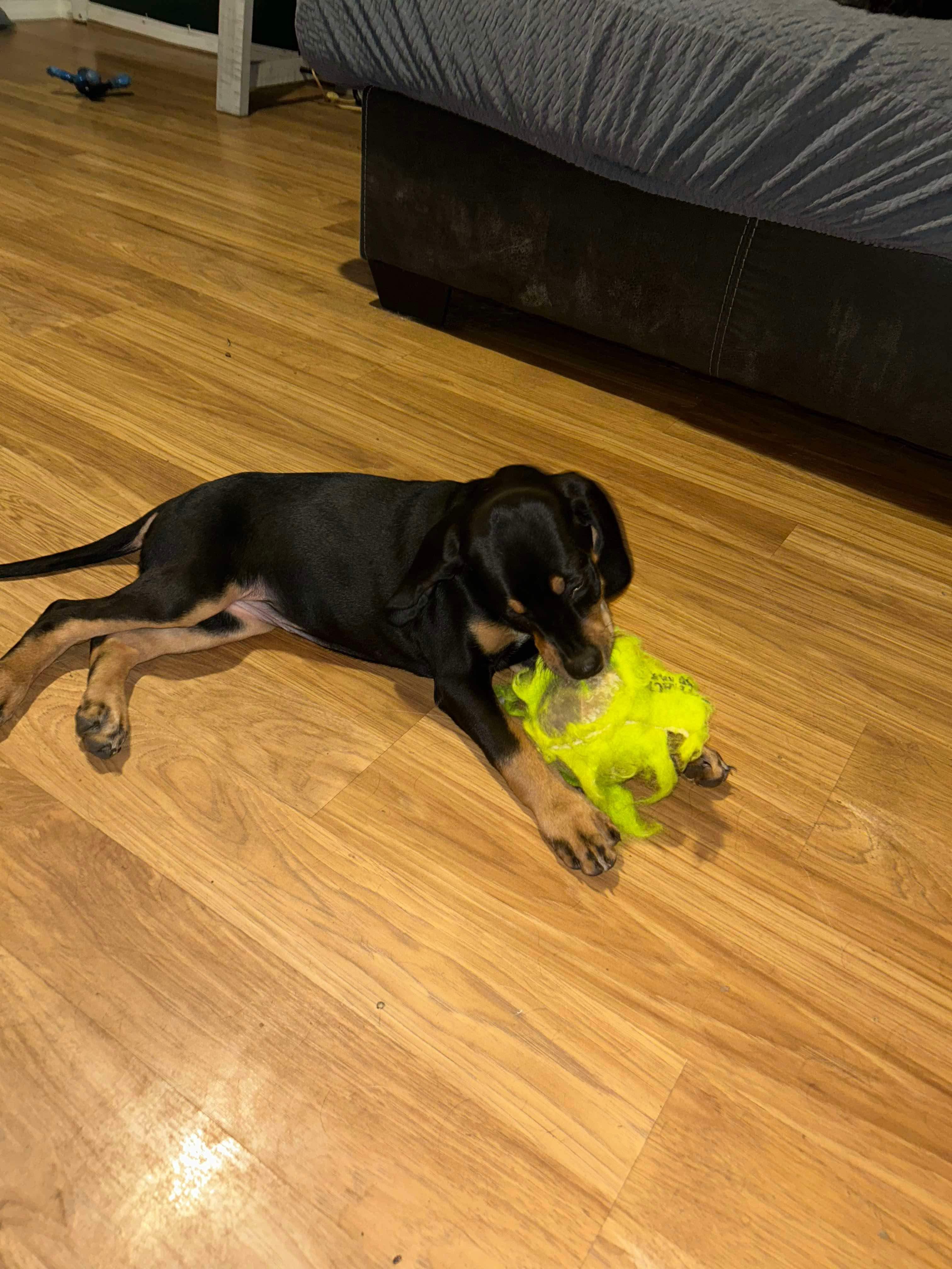 Ginny, a Adopted Coonhound in Greenfield, OH image 3/6