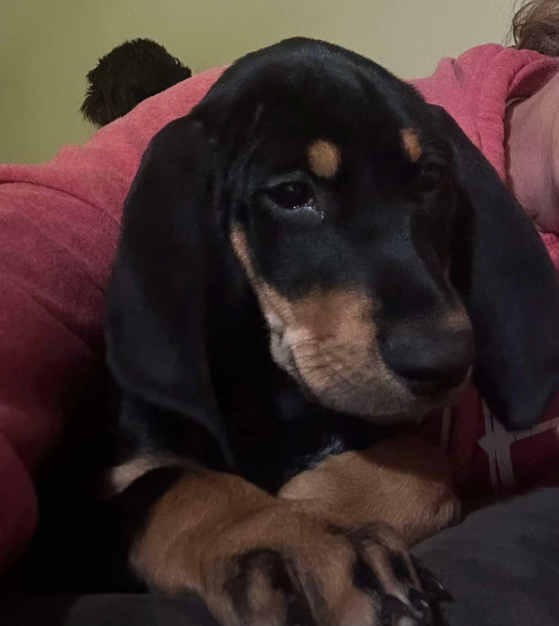 Ginny, a Adopted Coonhound in Greenfield, OH image 2/6