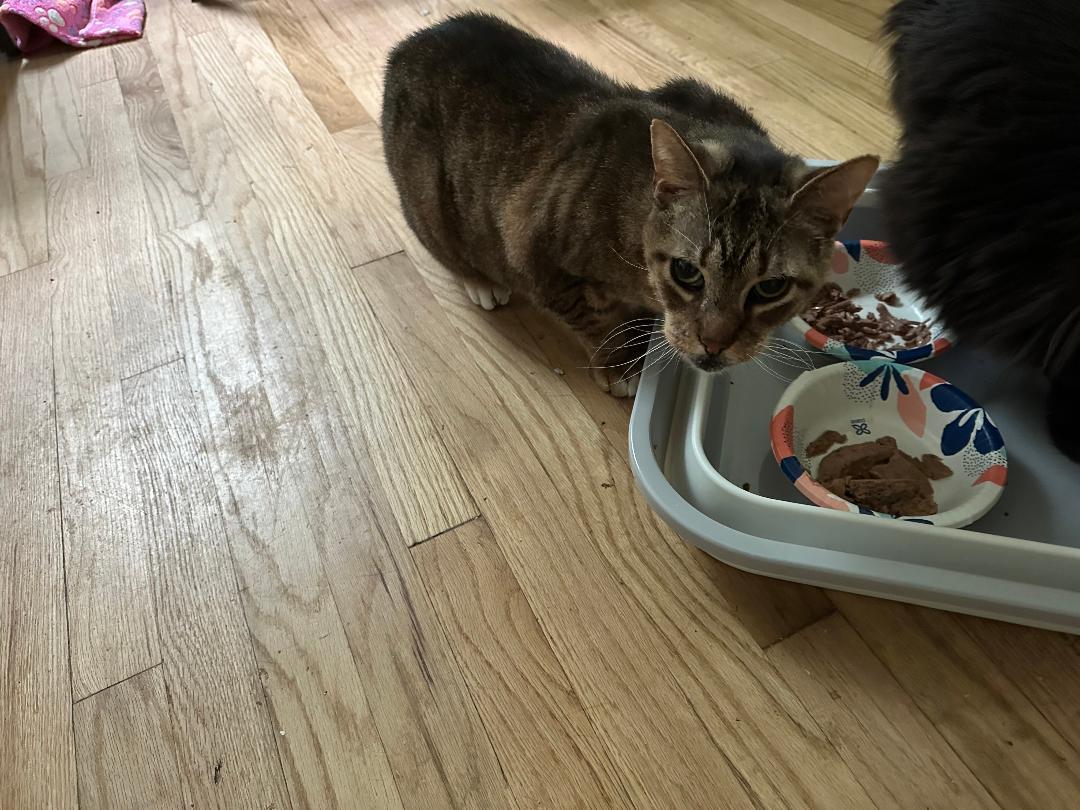 Ozzie MS 0224, Adoptable, Young Male Tabby & Domestic Short Hair.