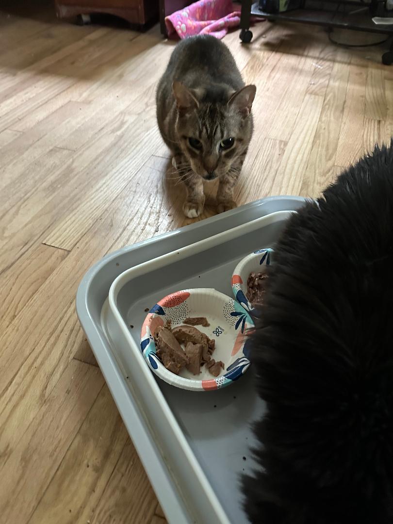 Enlarge Ozzie MS 0224, a Adoptable mixed breed in West Bloomfield, MI image 2/2