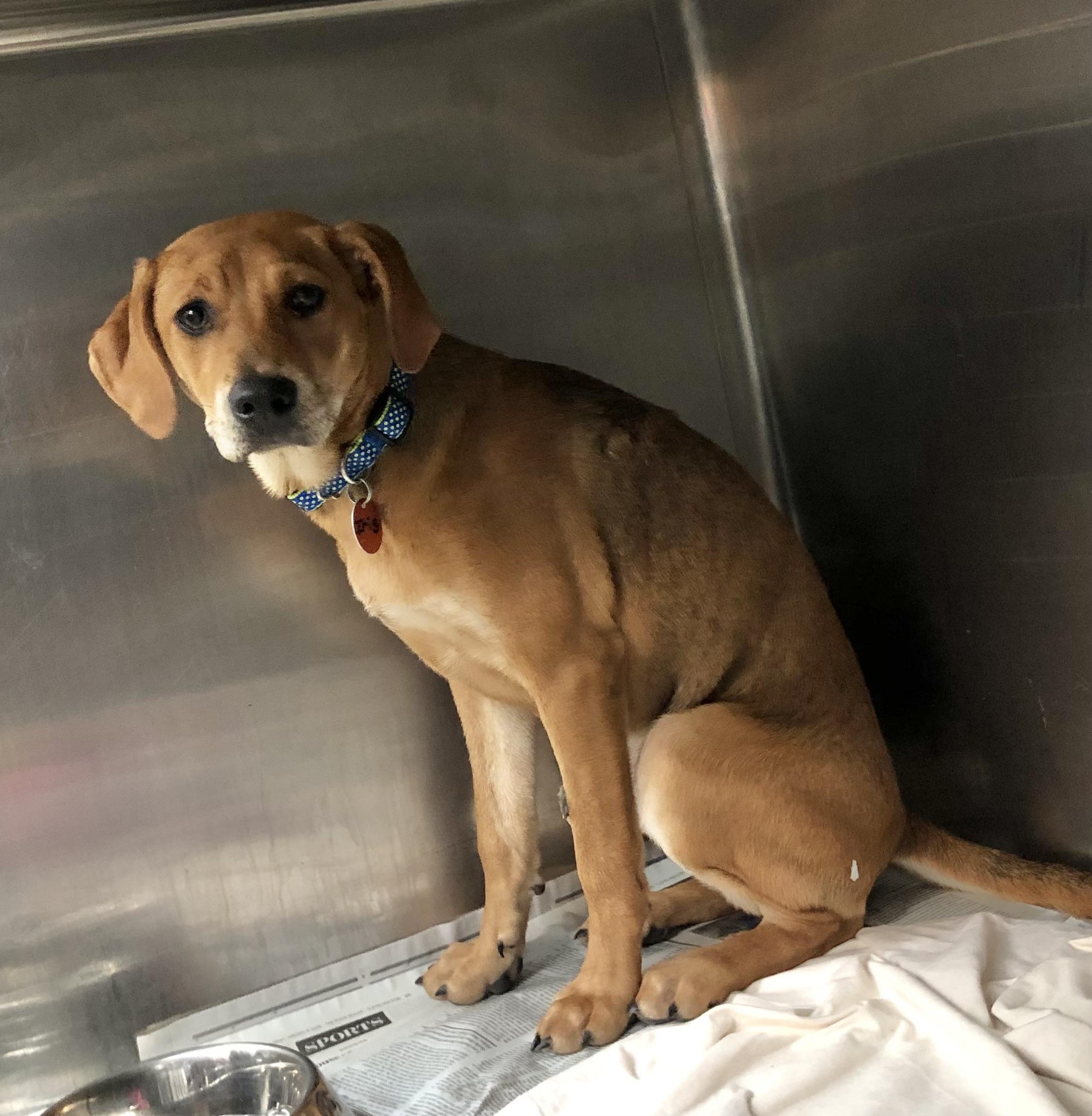 Enlarge Iris, an adoptable mixed breed in Parma, OH image 2/3