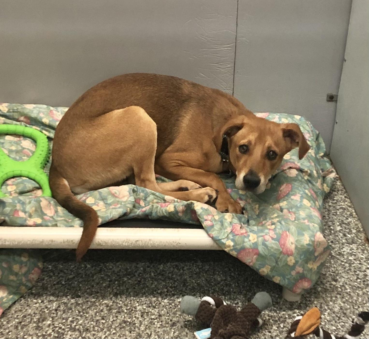 Iris, adoptable, Young Female Labrador Retriever.