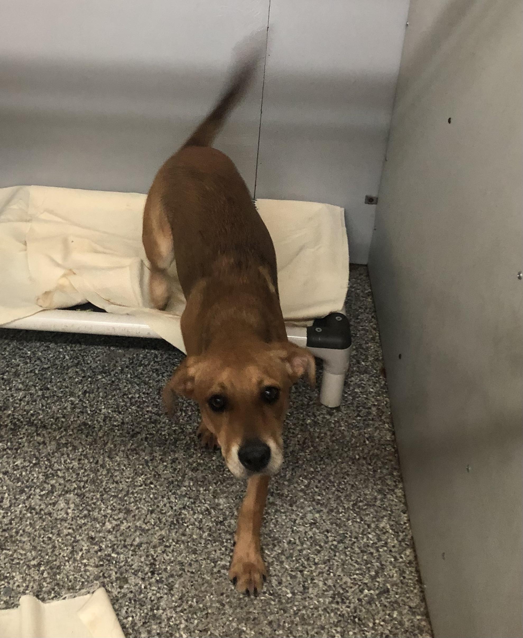 Enlarge Iris, an adoptable mixed breed in Parma, OH image 3/3
