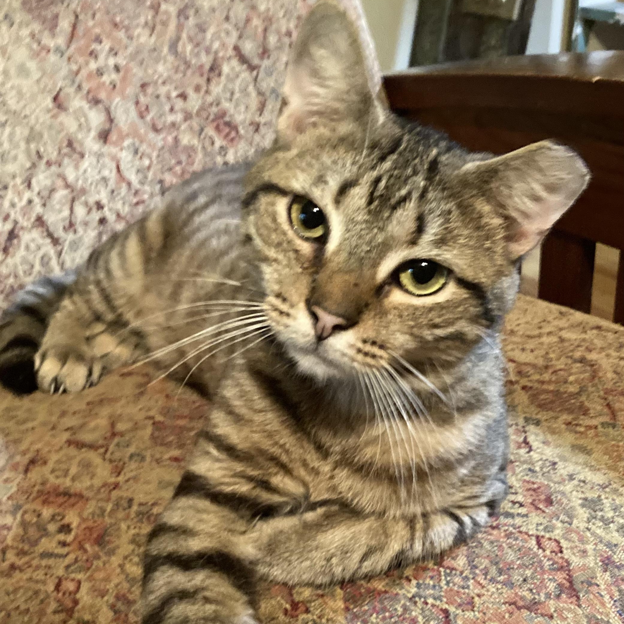 Enlarge KEVIN, a Adoptable Domestic Short Hair in Charlotte, NC image 1/5