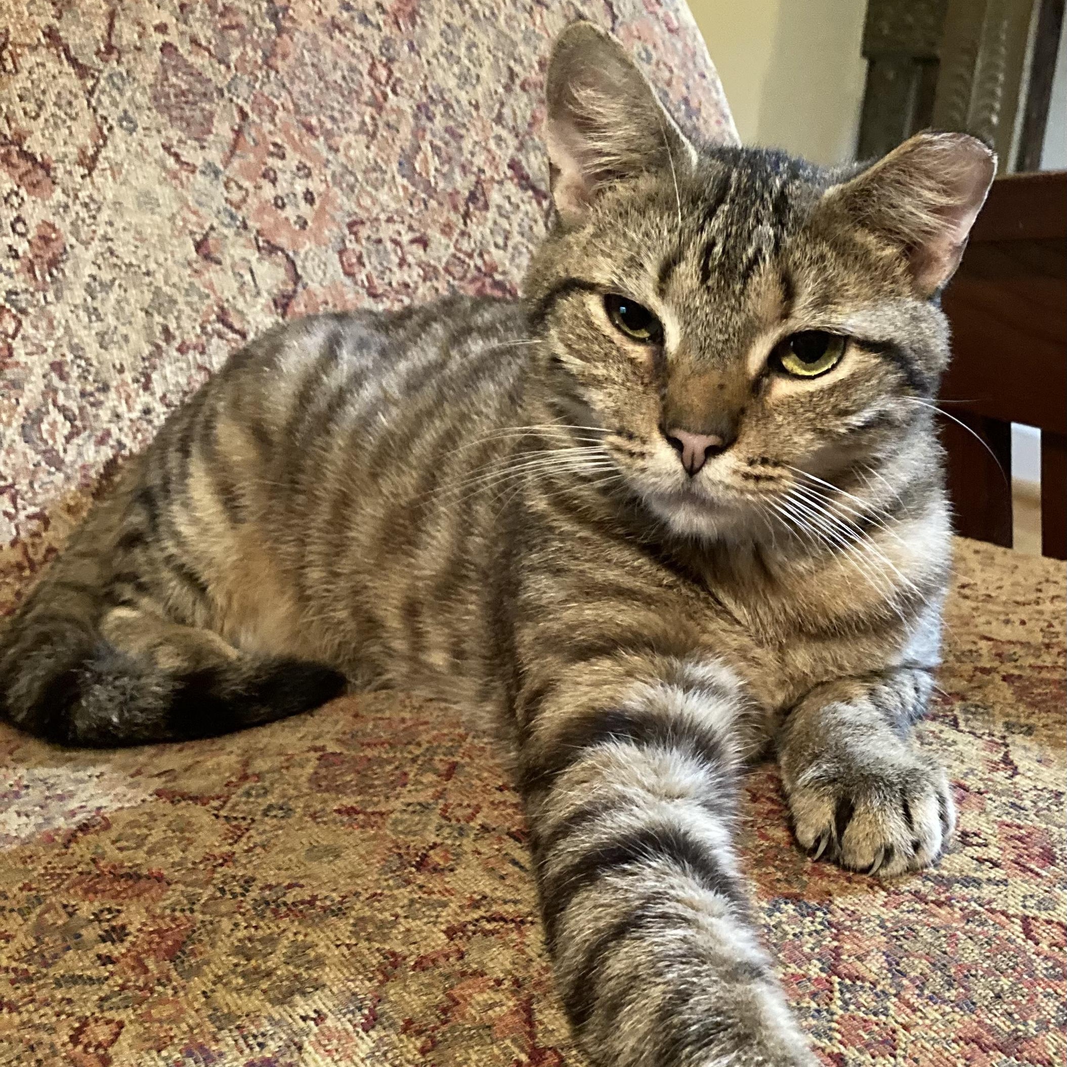 Enlarge KEVIN, a Adoptable Domestic Short Hair in Charlotte, NC image 4/5