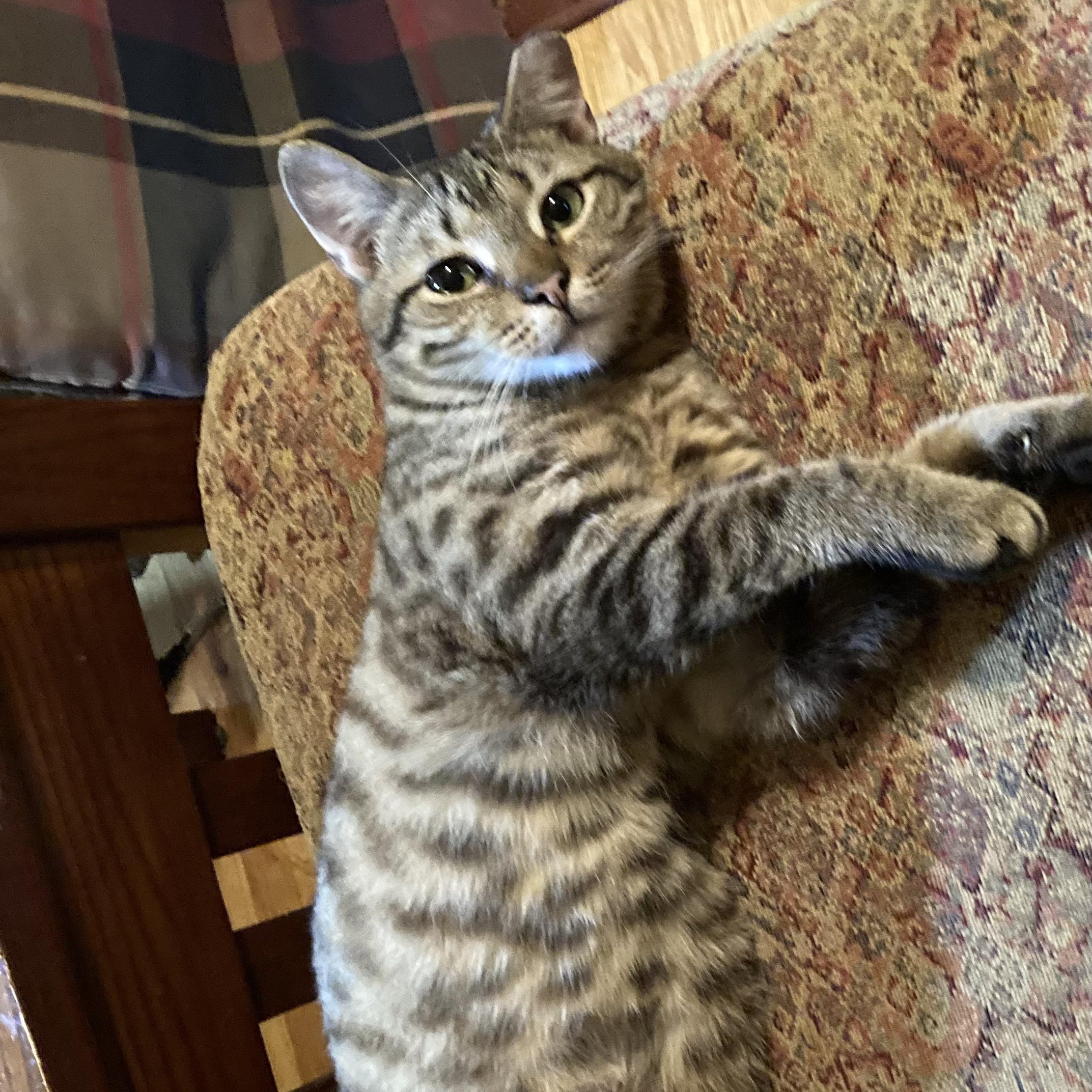 Enlarge KEVIN, a Adoptable Domestic Short Hair in Charlotte, NC image 2/5