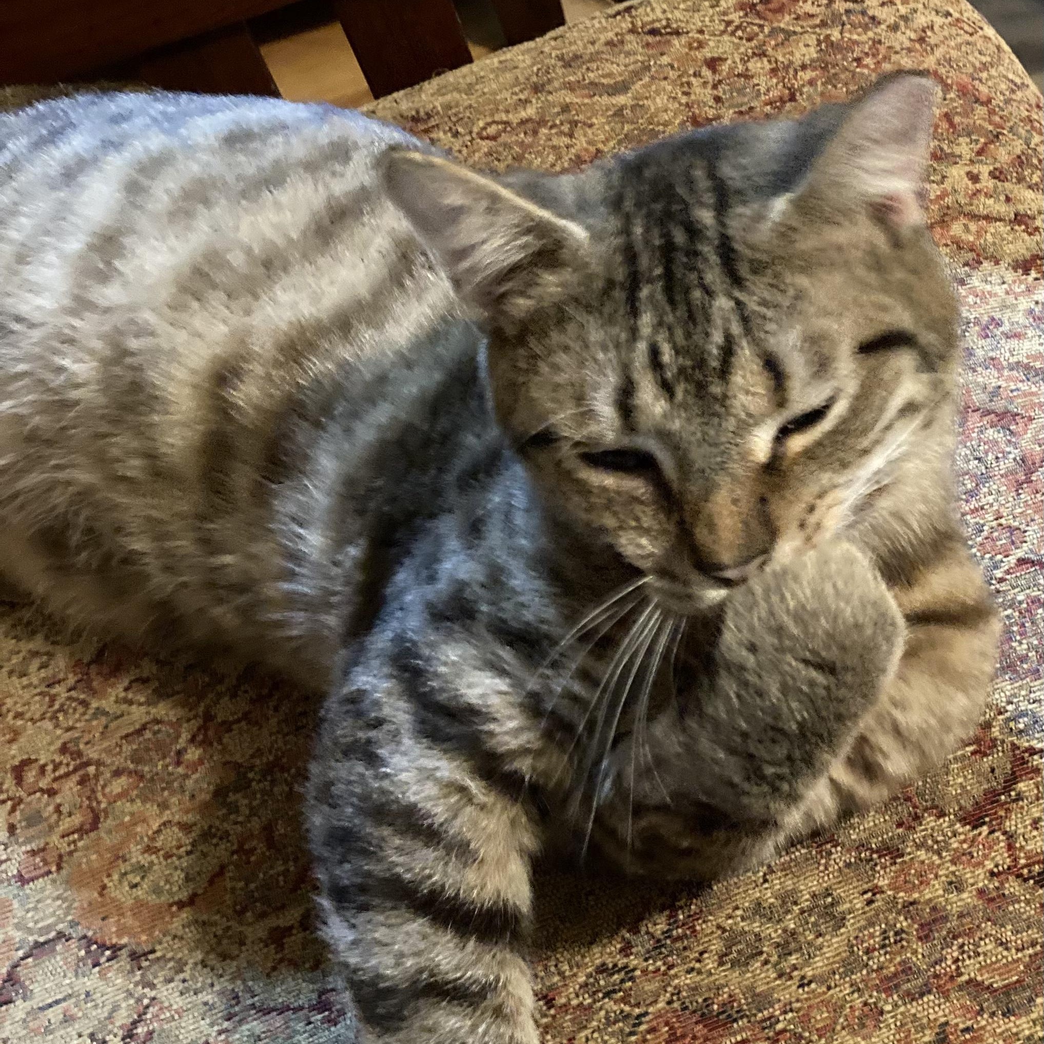 Enlarge KEVIN, a Adoptable Domestic Short Hair in Charlotte, NC image 3/5