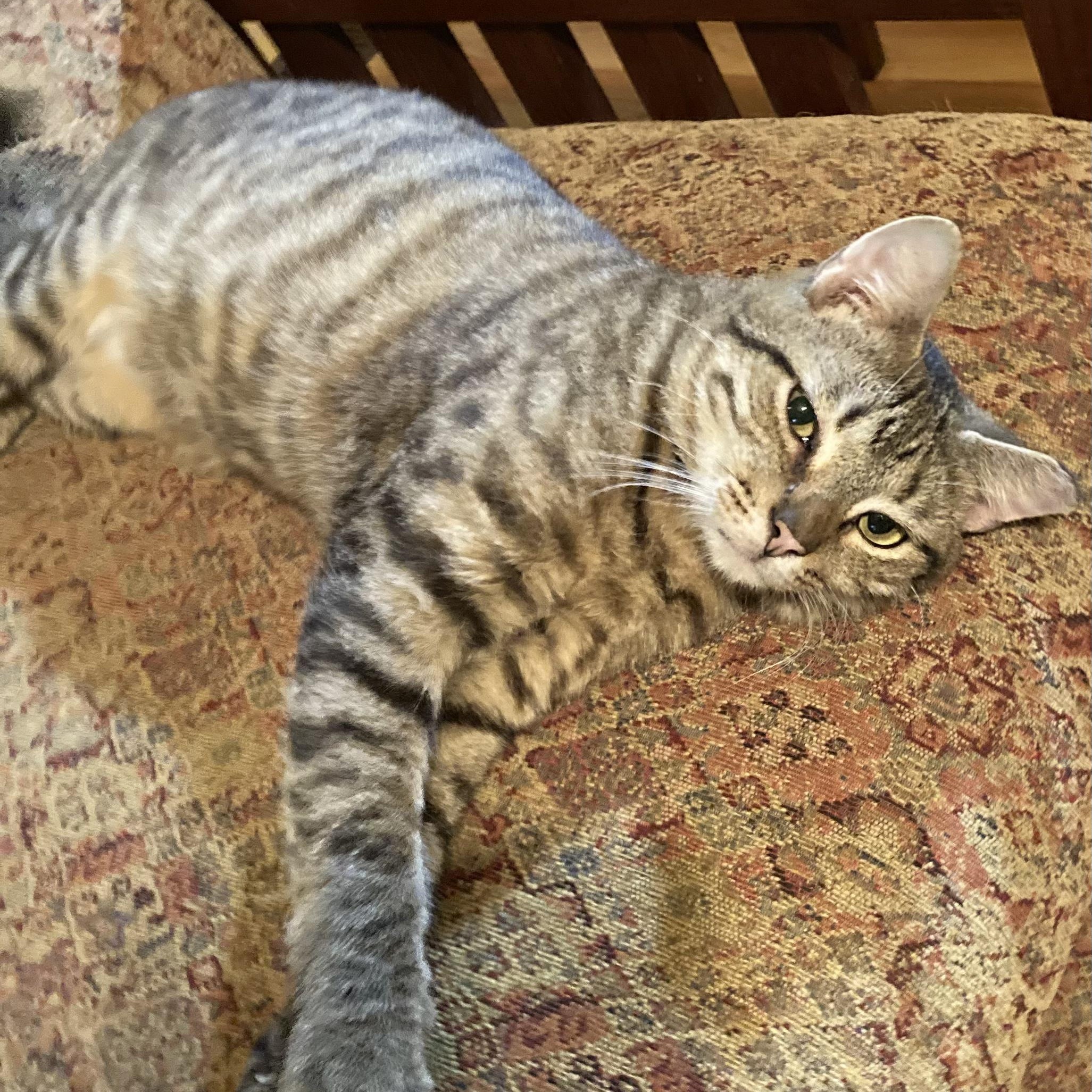 Enlarge KEVIN, a Adoptable Domestic Short Hair in Charlotte, NC image 5/5