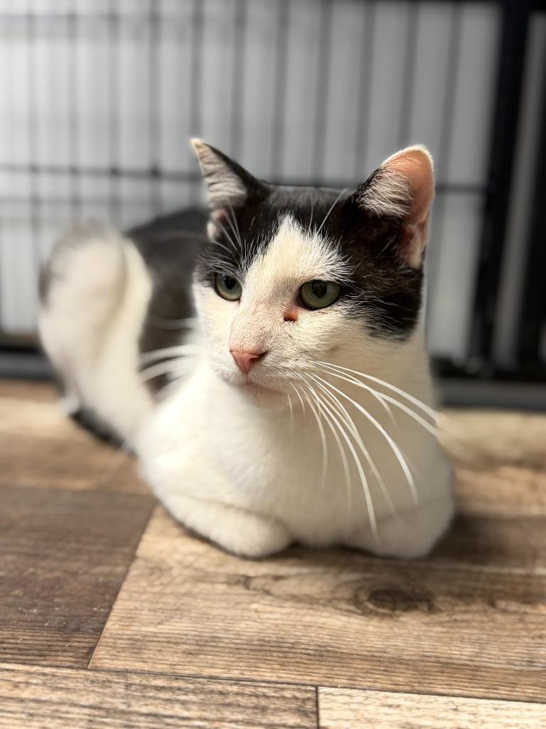 BUZZY, Adoptable, Adult Male Domestic Short Hair.