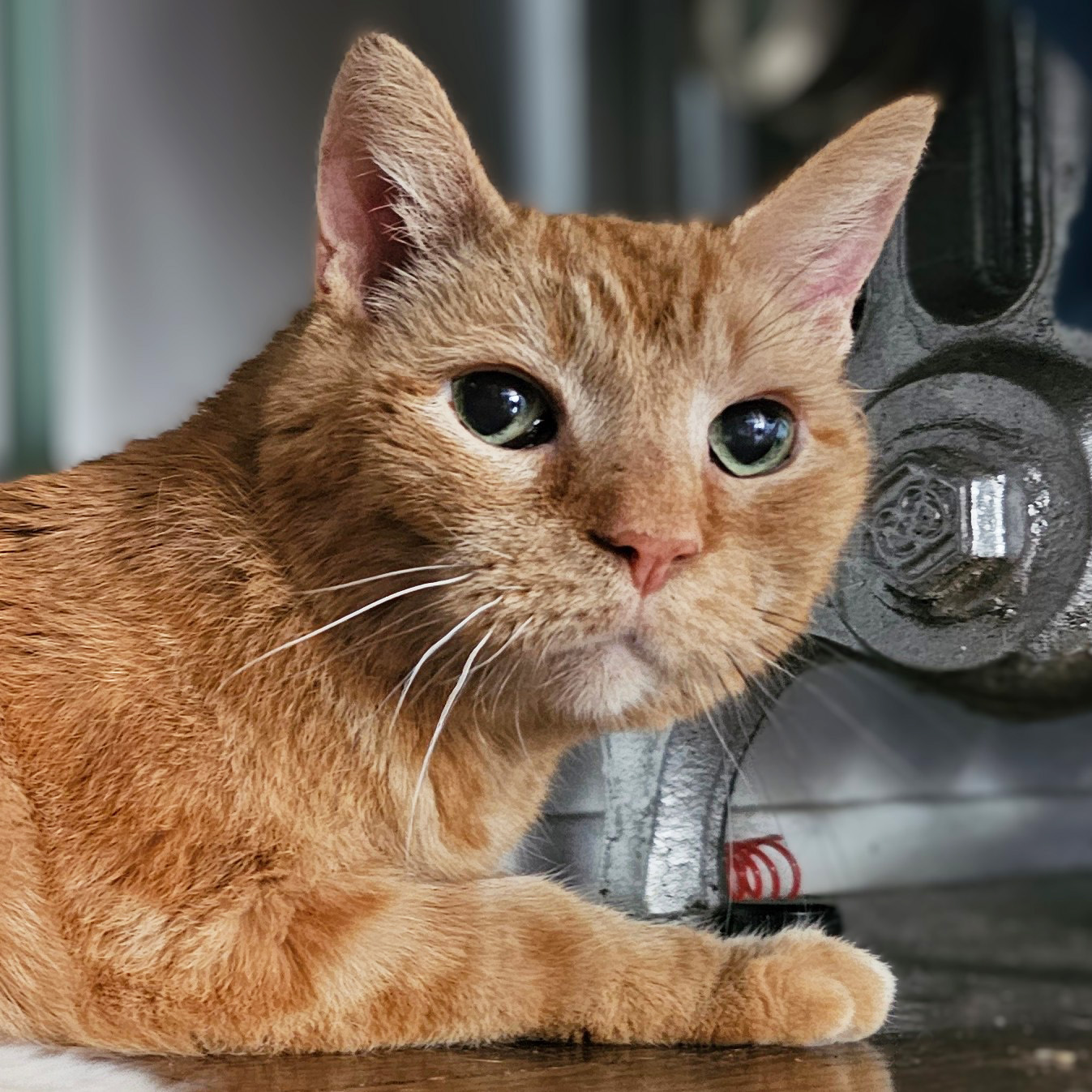 Enlarge Beans, a Adoptable Tabby in Chicago, IL image 4/6