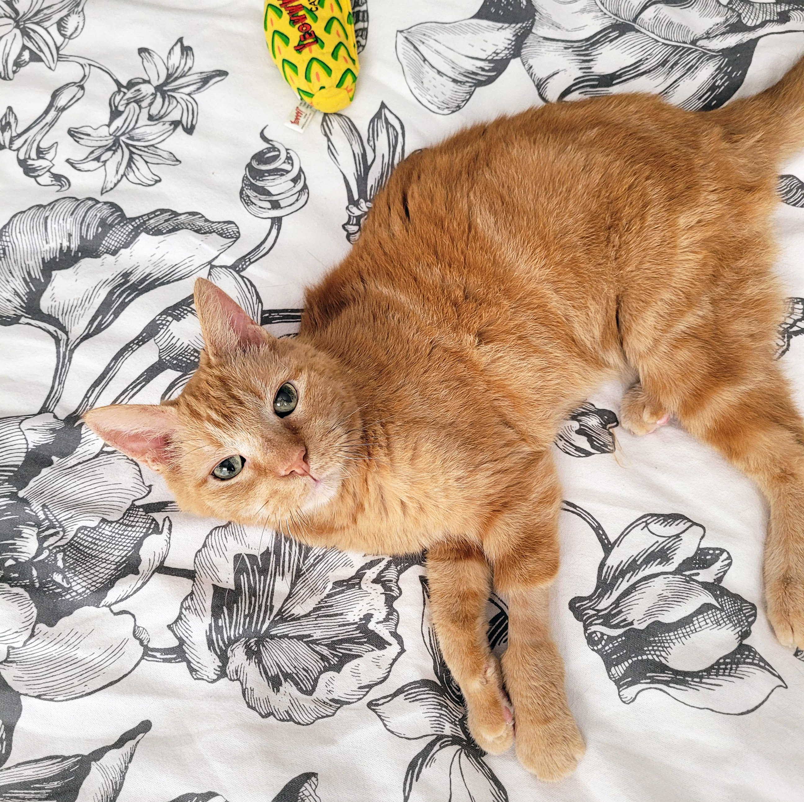 Enlarge Beans, a Adoptable Tabby in Chicago, IL image 6/6