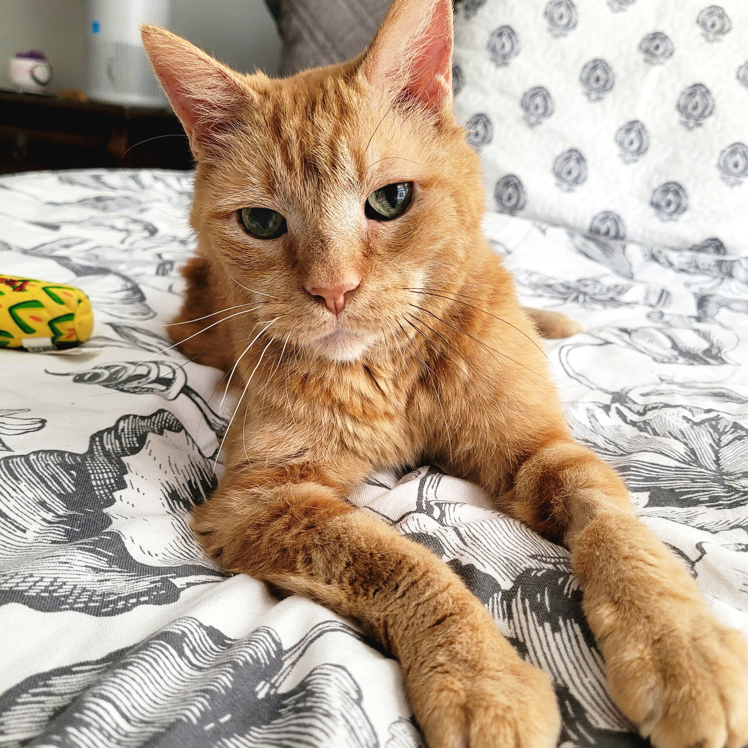 Enlarge Beans, a Adoptable Tabby in Chicago, IL image 3/6