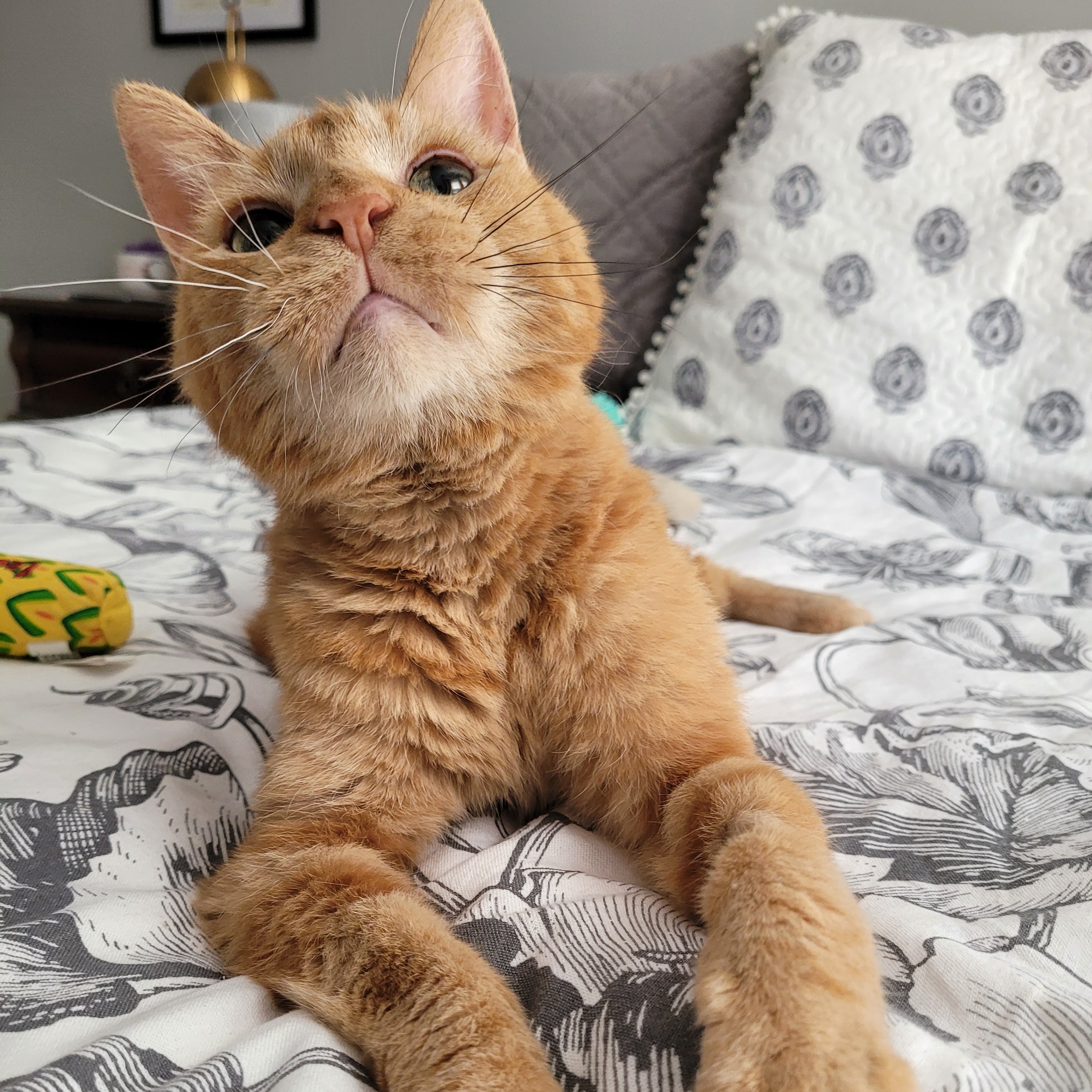 Enlarge Beans, a Adoptable Tabby in Chicago, IL image 1/6