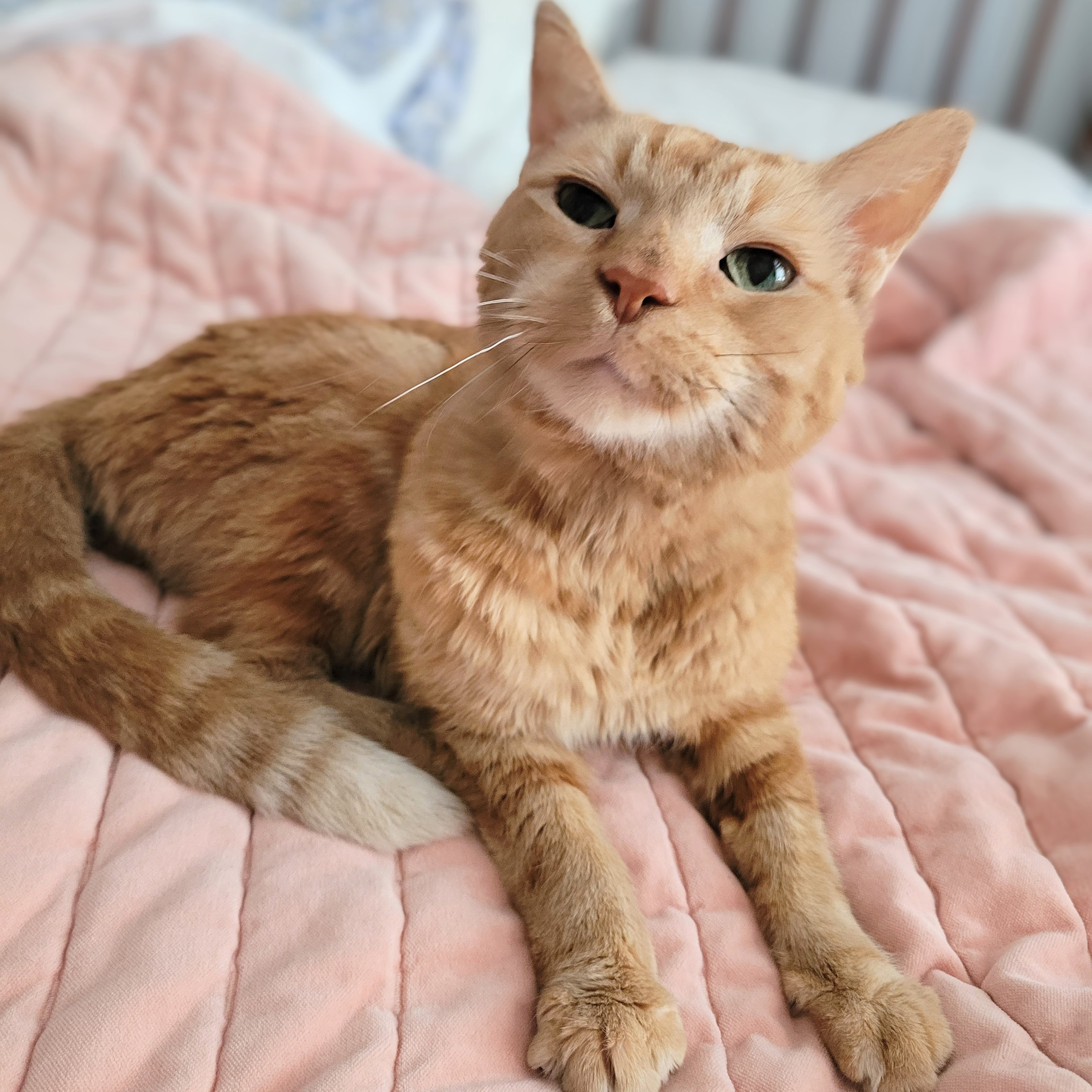 Enlarge Beans, a Adoptable Tabby in Chicago, IL image 2/6