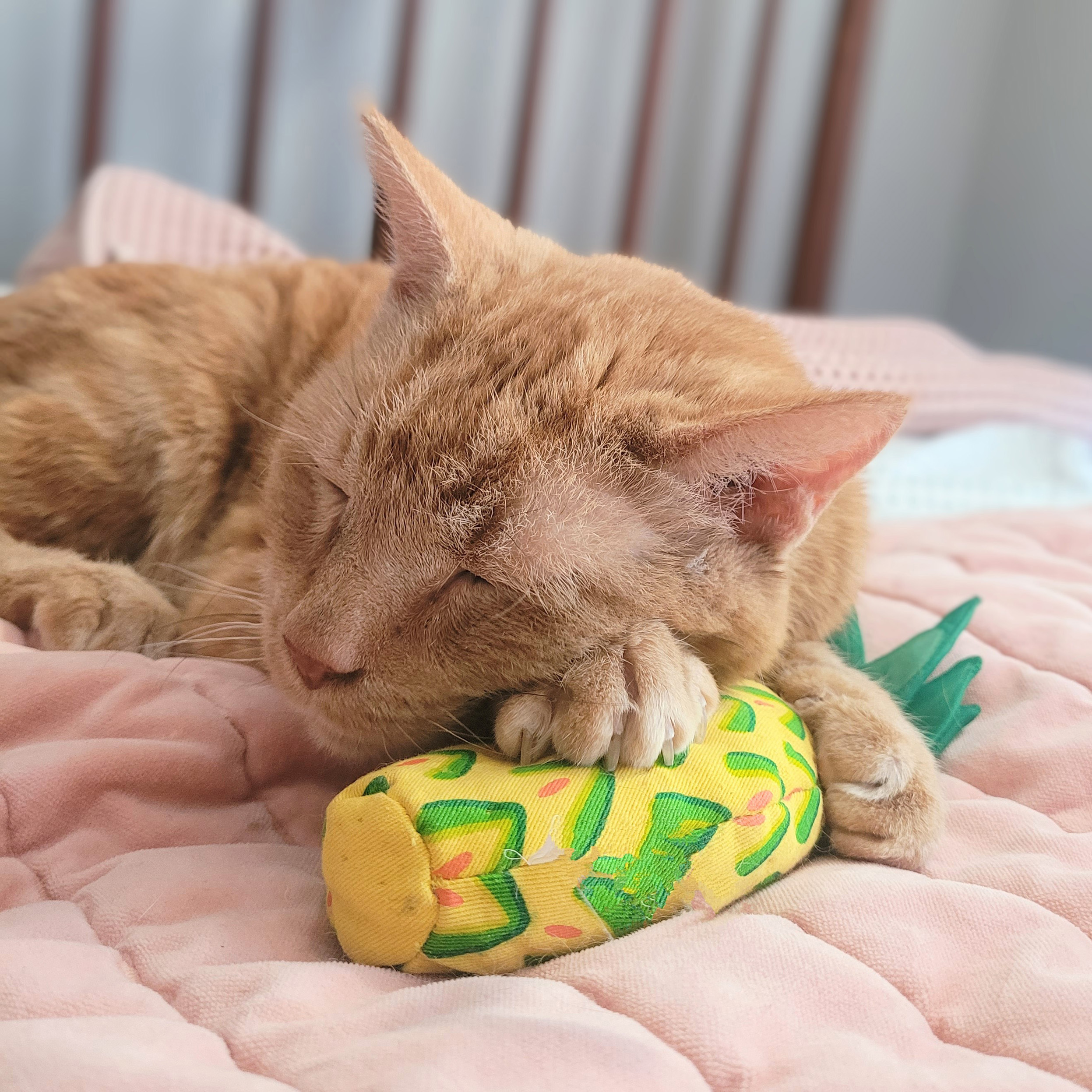 Enlarge Beans, a Adoptable Tabby in Chicago, IL image 5/6