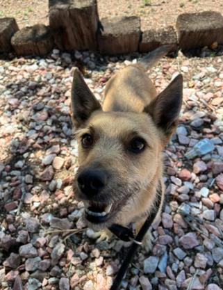 Apollo, Adoptable, Adult Male Terrier.