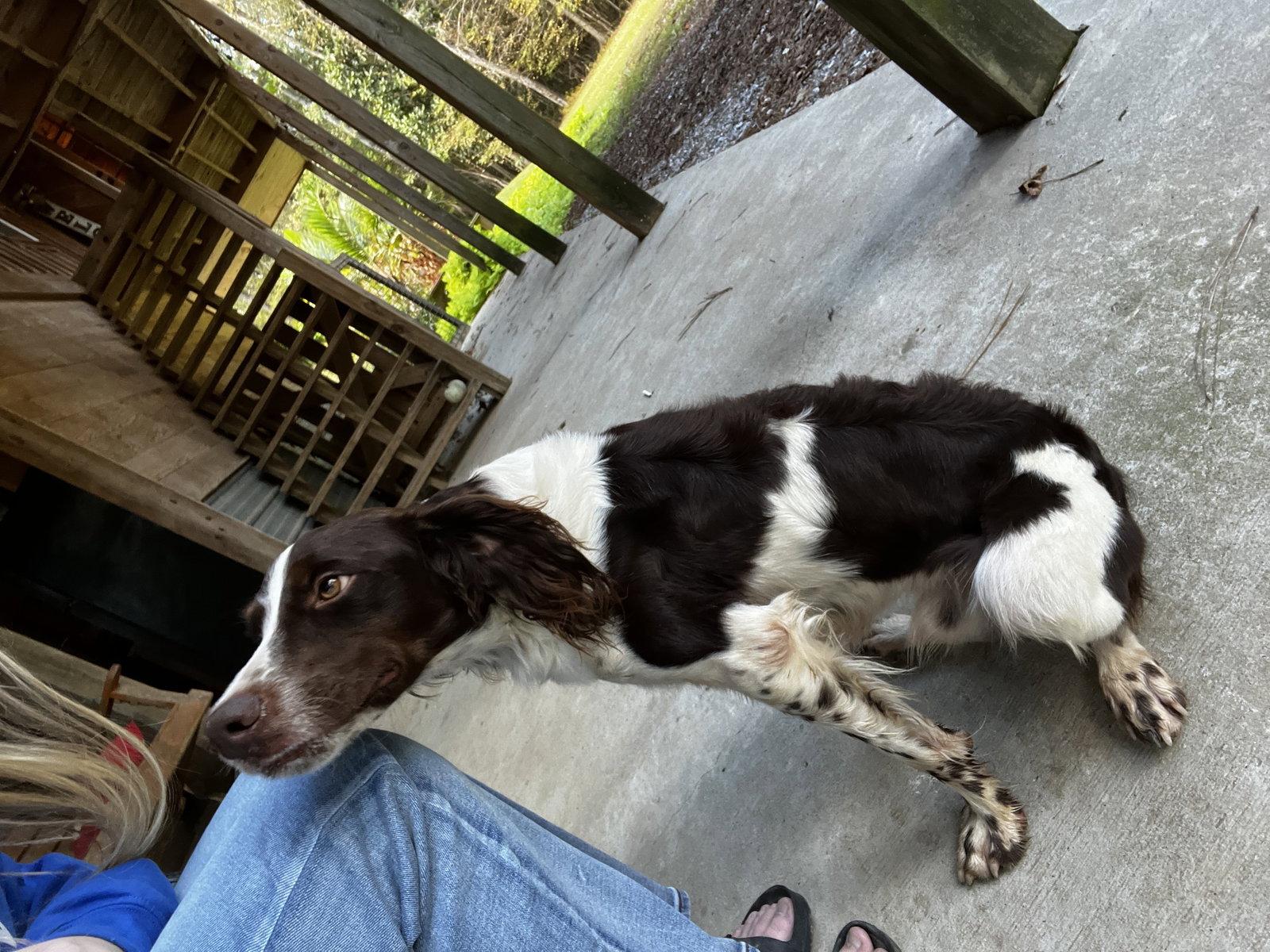 GA/Axel, Adopted, Young Male Brittany Spaniel.