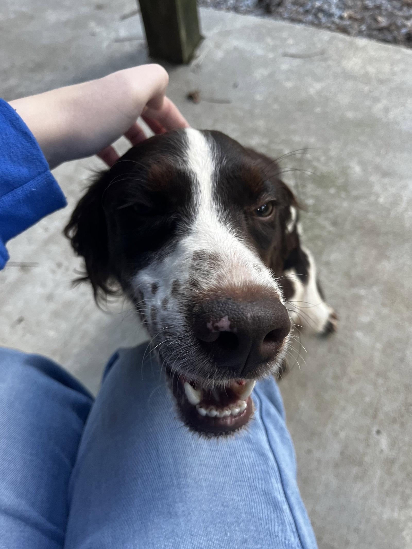 Enlarge GA/Axel, a Adopted Brittany Spaniel in Baldwinsville, NY image 2/3