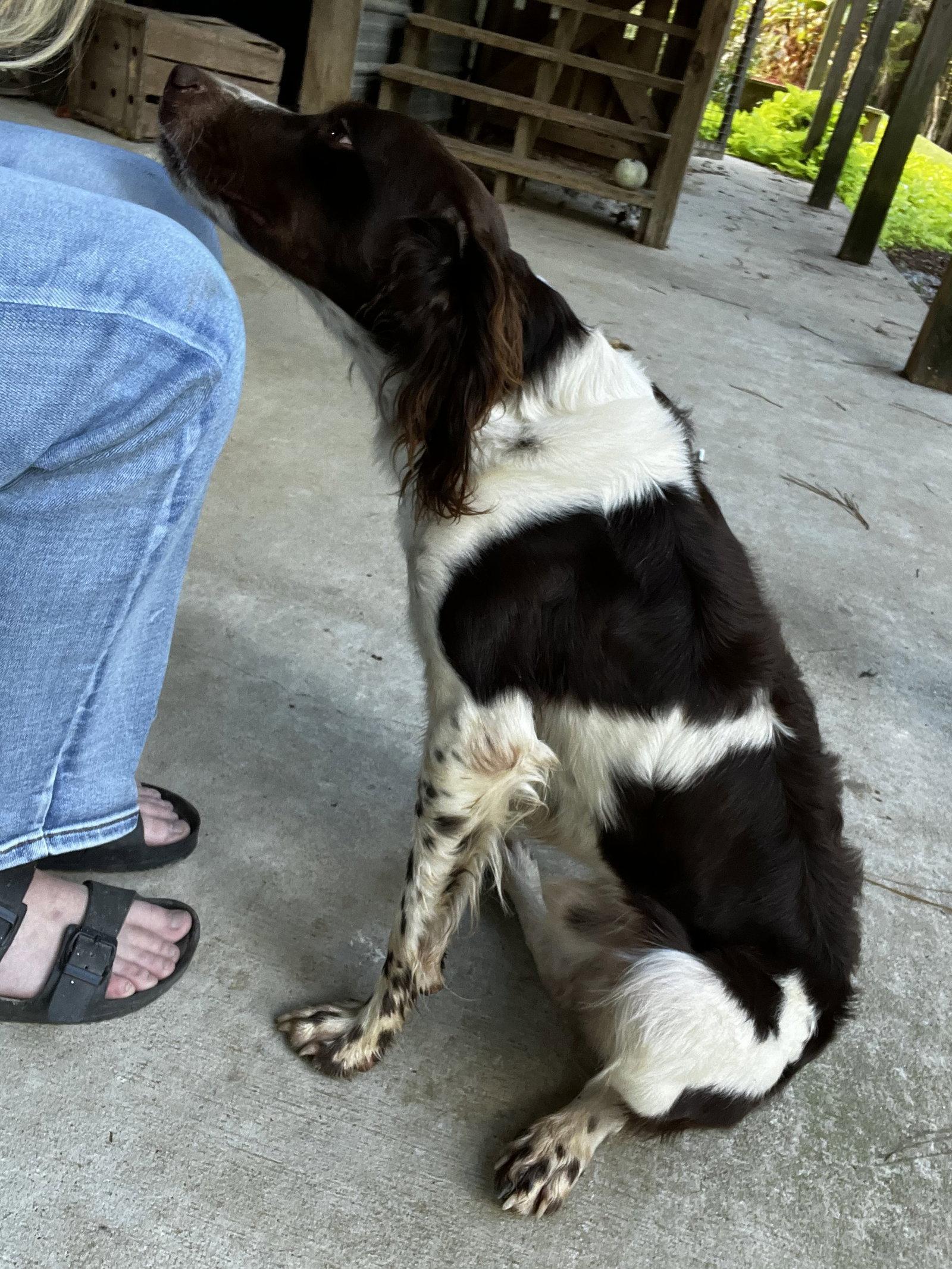 Enlarge GA/Axel, a Adopted Brittany Spaniel in Baldwinsville, NY image 3/3