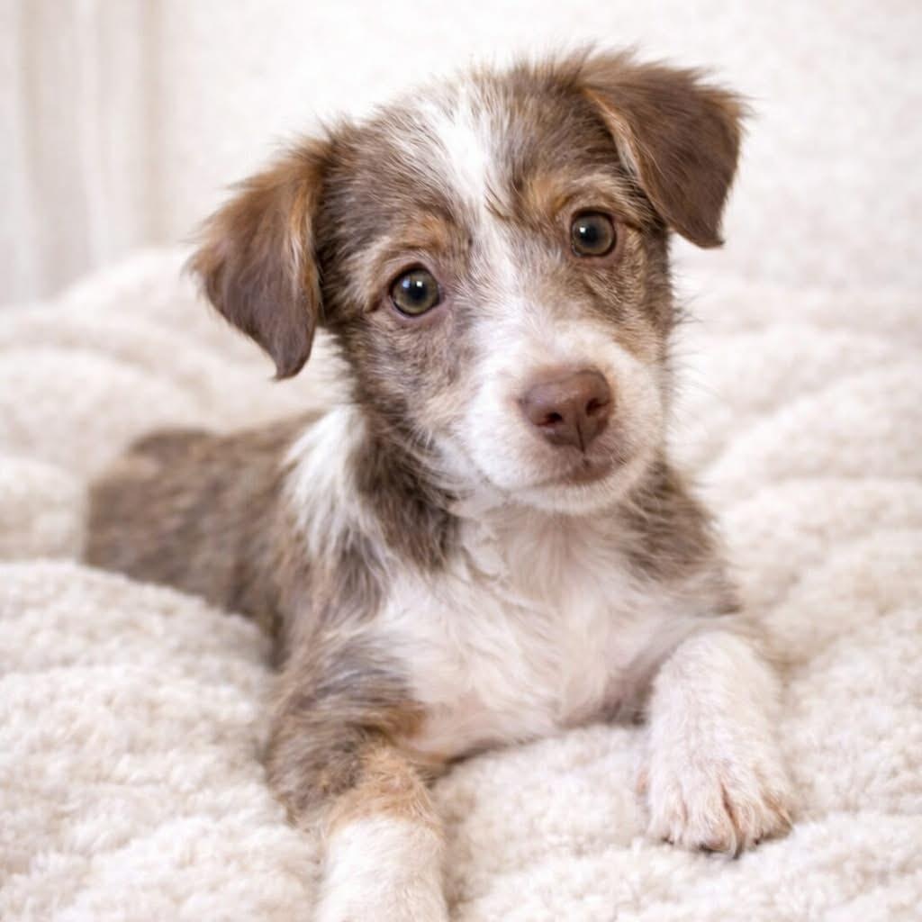 Enlarge DINAH, an adopted mixed breed in Evansville, WI image 3/3