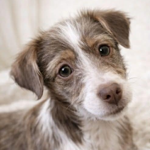 Enlarge DINAH, an adopted mixed breed in Evansville, WI image 2/3