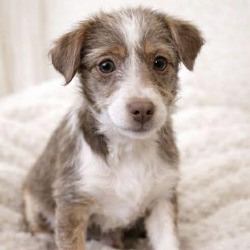 DINAH, adopted, Puppy Female Chihuahua & Italian Greyhound.