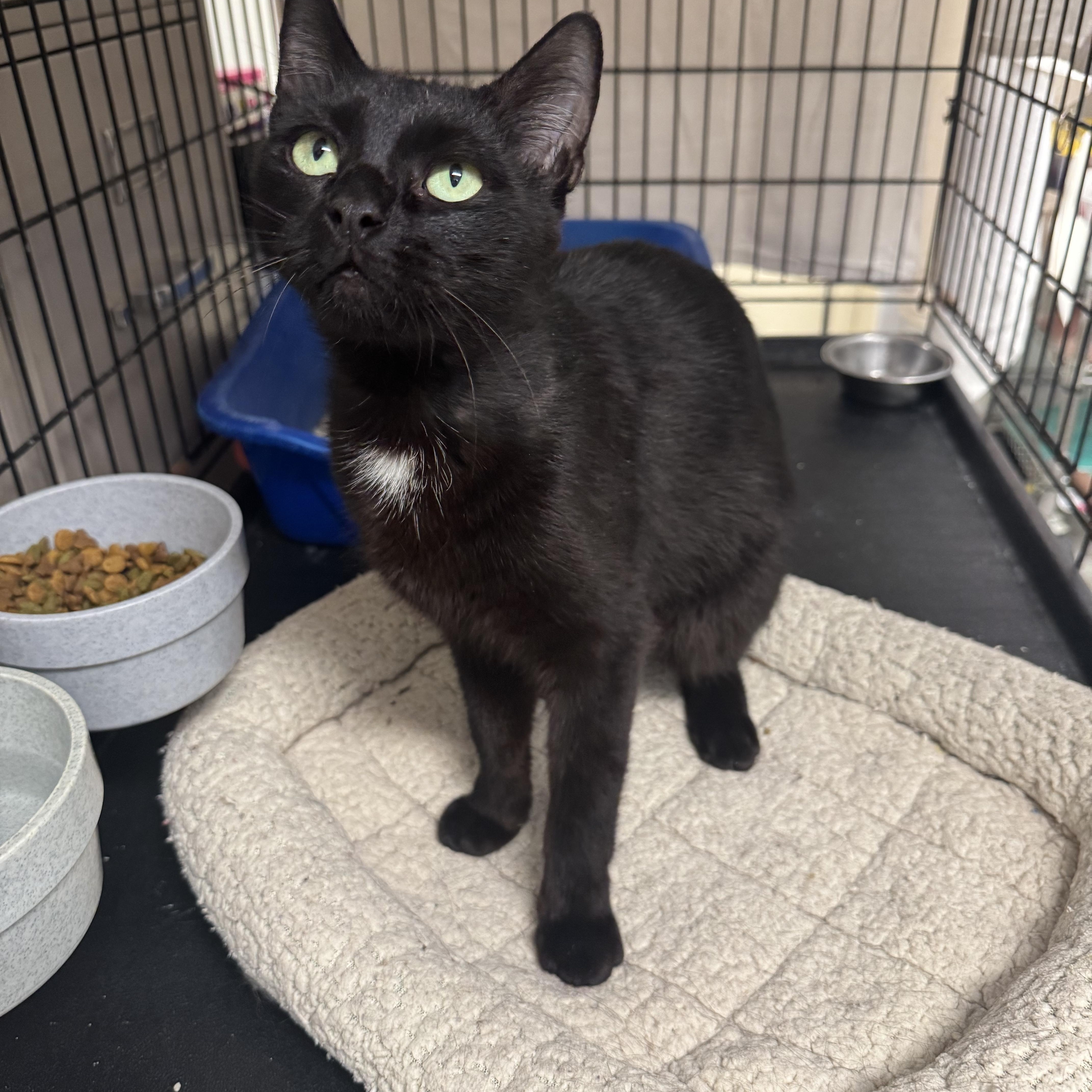 Sparrow, ADOPTABLE, Adult Female Domestic Short Hair.