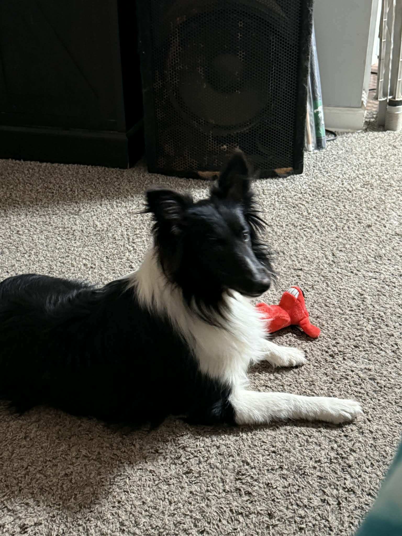 Enlarge Jackie, a ADOPTABLE Shetland Sheepdog / Sheltie in Piney Flats, TN image 1/2