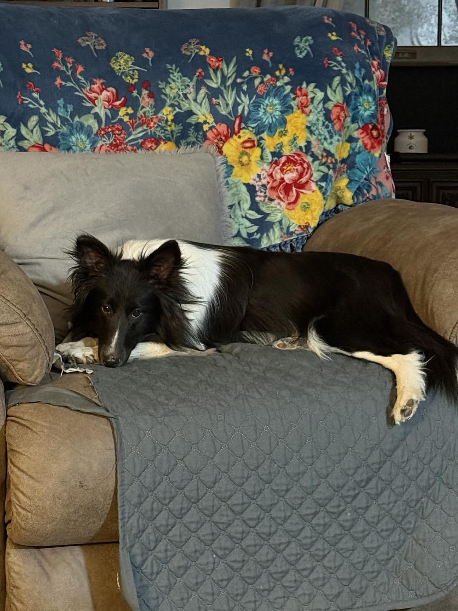 Enlarge Jackie, a ADOPTABLE Shetland Sheepdog / Sheltie in Piney Flats, TN image 2/2