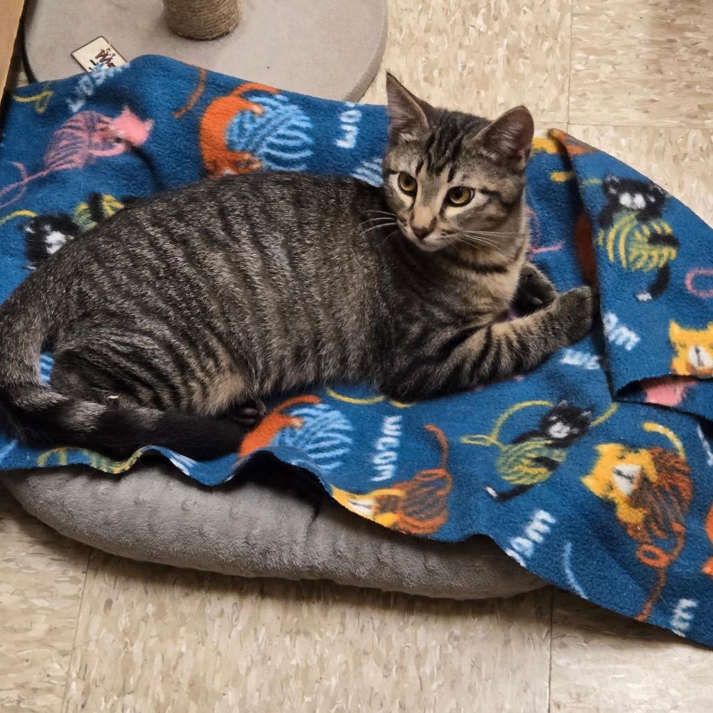 Arlo, Adoptable, Kitten Male Domestic Short Hair.