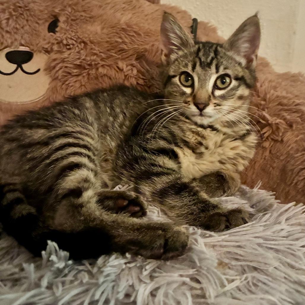 Enlarge Arlo, a Adoptable Domestic Short Hair in Houston, TX image 2/3
