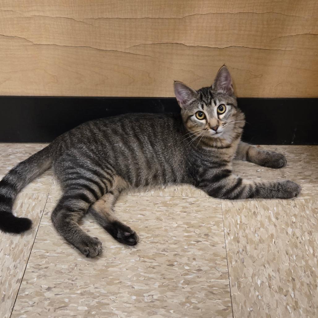 Enlarge Arlo, a Adoptable Domestic Short Hair in Houston, TX image 3/3