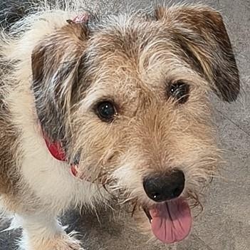Ringo, adopted, Adult Male Terrier & Beagle.