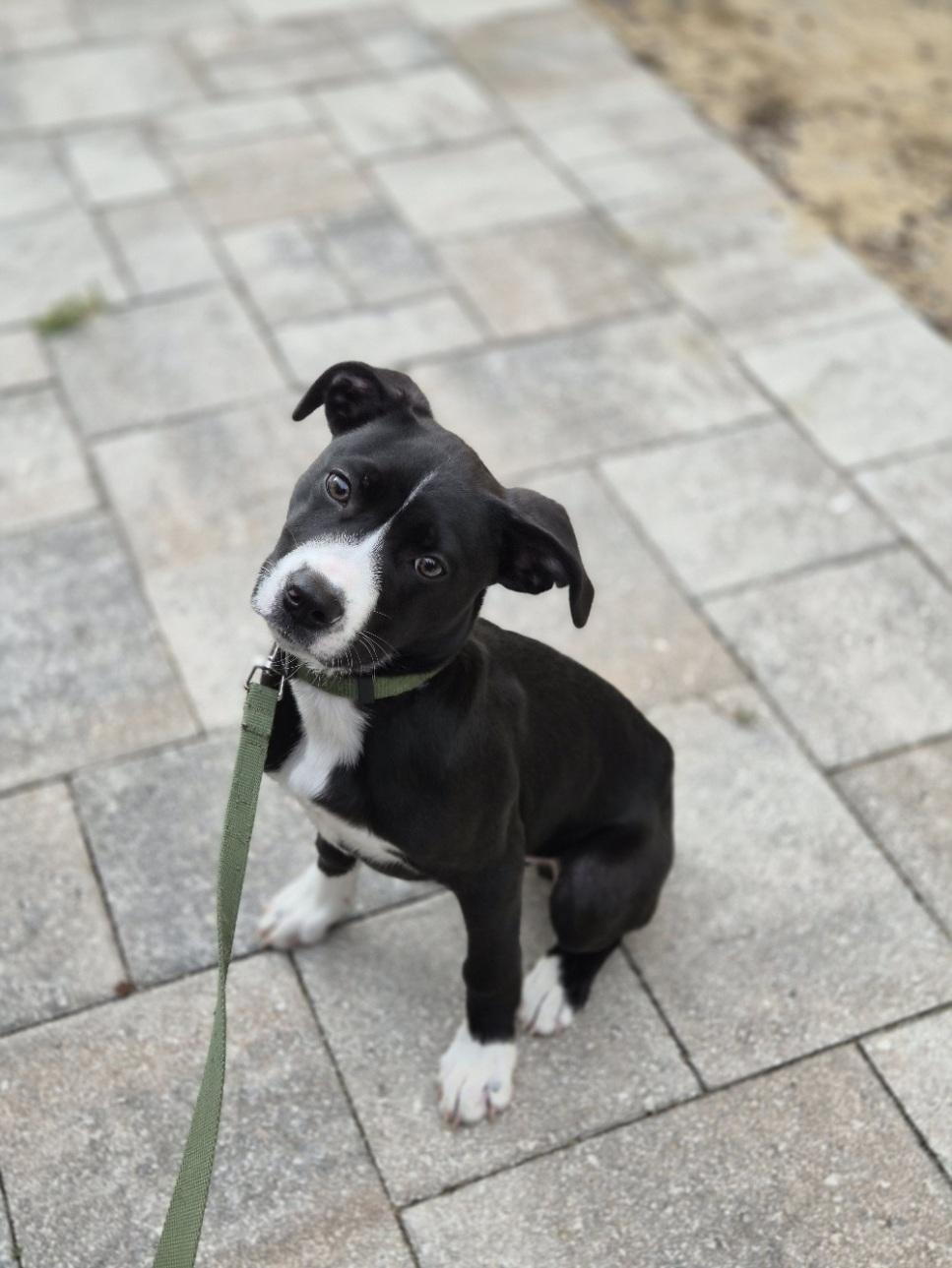 Boba, adoptable, Puppy Male Boxer & Terrier.