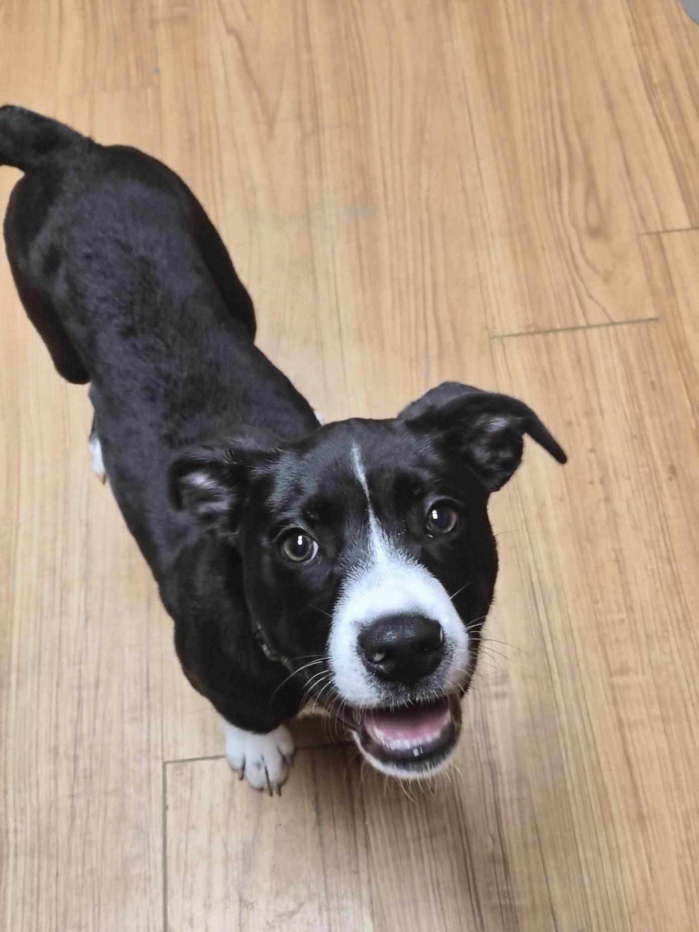Boba, an adoptable mixed breed in Orlando, FL image 2/6