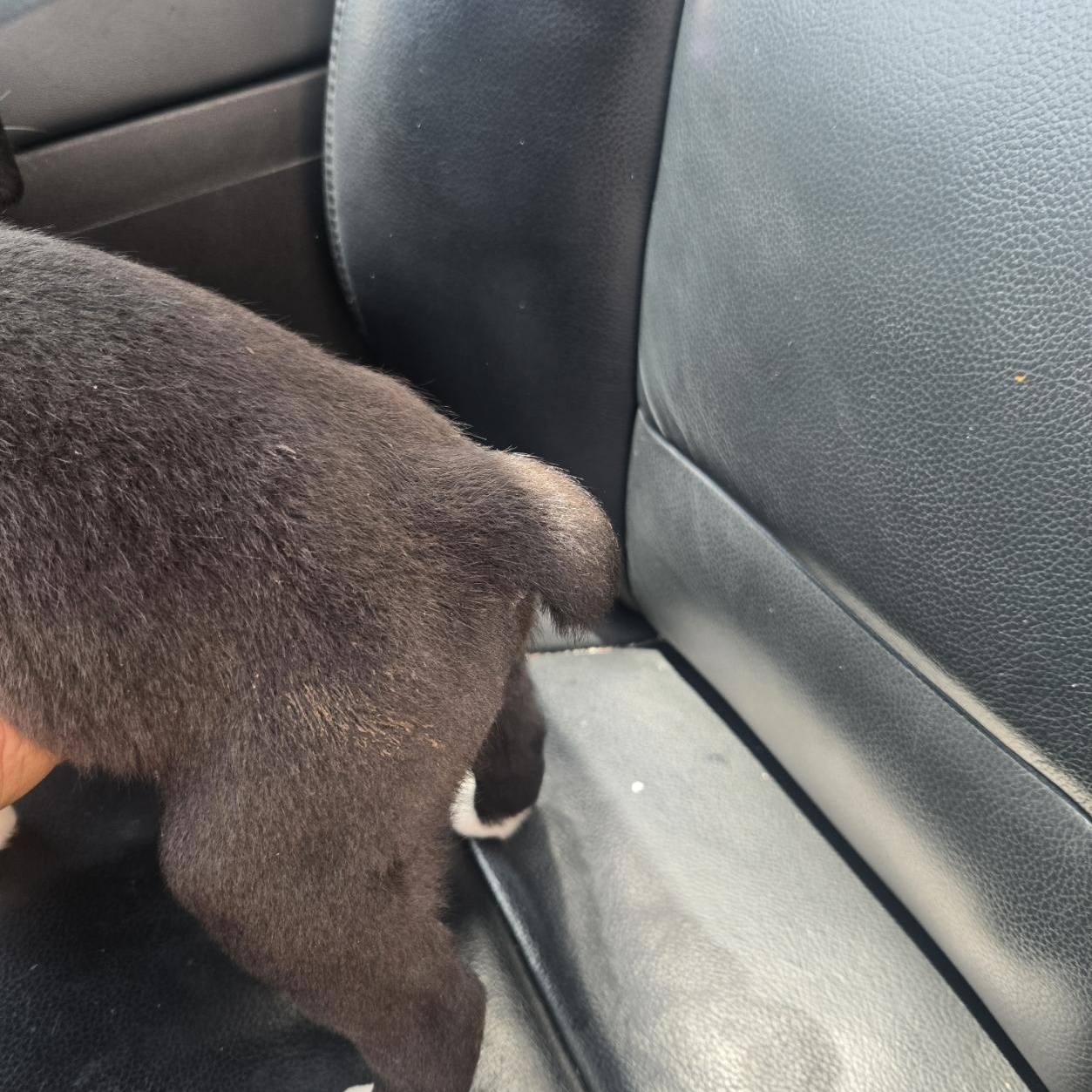 Enlarge Boba, an adoptable mixed breed in Orlando, FL image 6/6