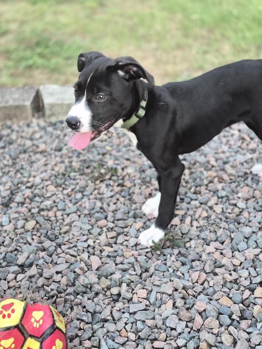 Boba, an adoptable mixed breed in Orlando, FL image 4/6