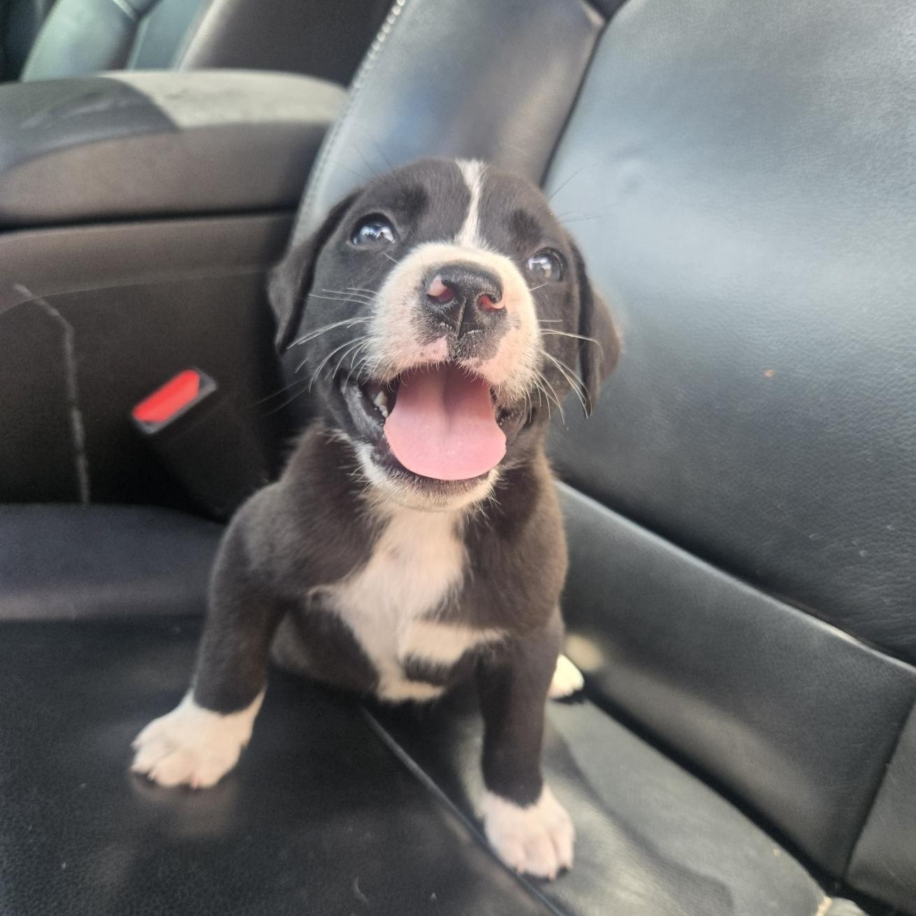 Enlarge Boba, an adoptable mixed breed in Orlando, FL image 4/6