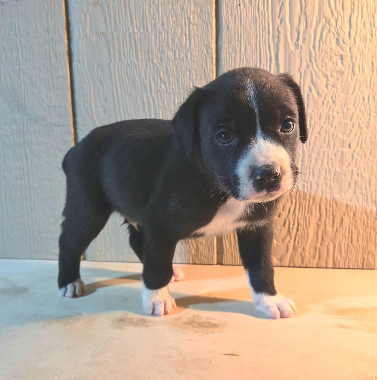 Enlarge Boba, an adoptable mixed breed in Orlando, FL image 1/6