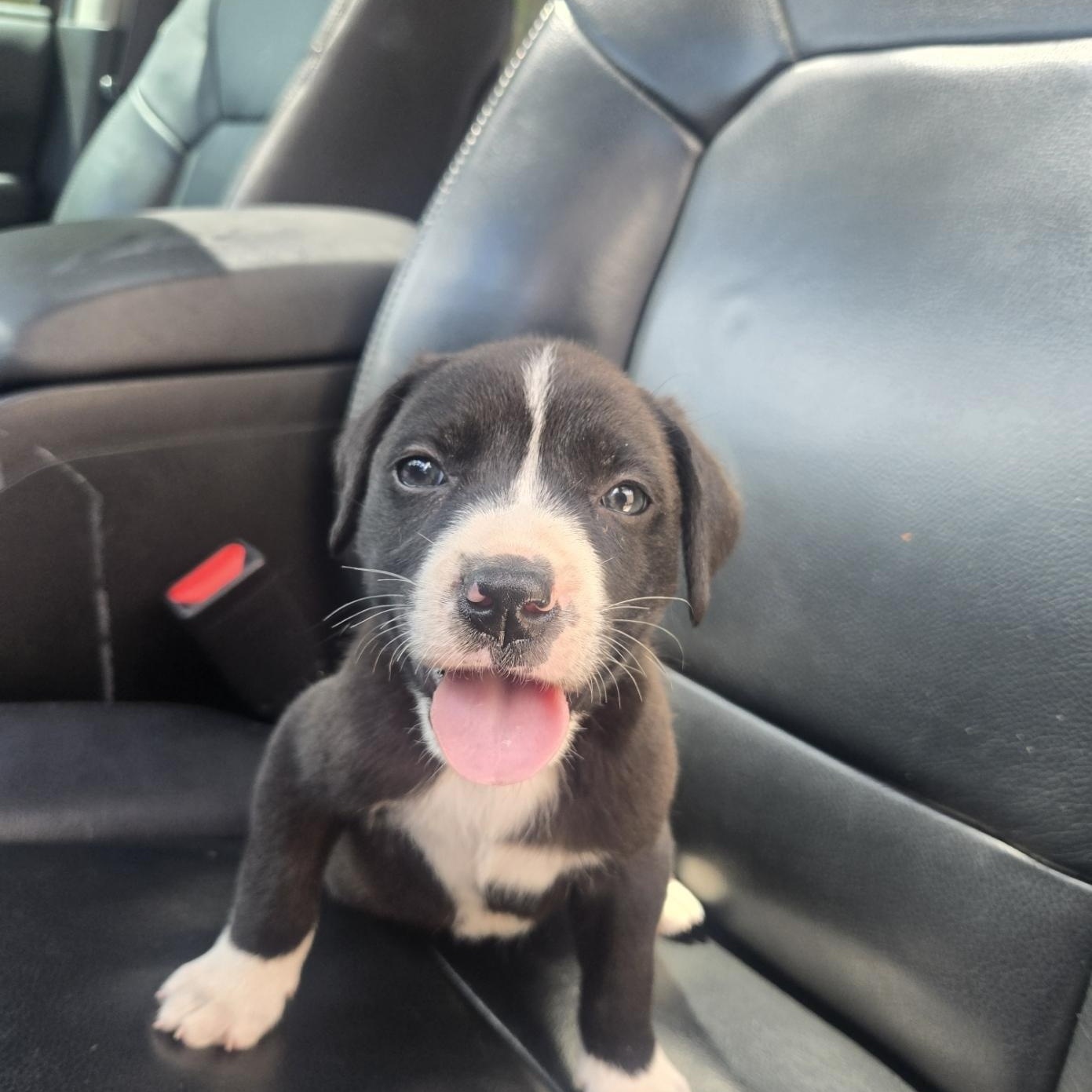 Enlarge Boba, an adoptable mixed breed in Orlando, FL image 3/6