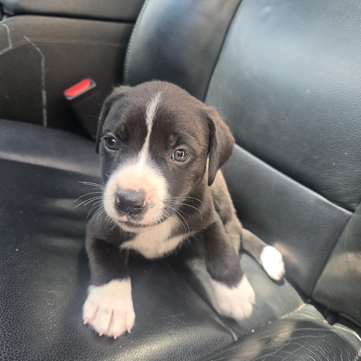 Enlarge Boba, an adoptable mixed breed in Orlando, FL image 5/6