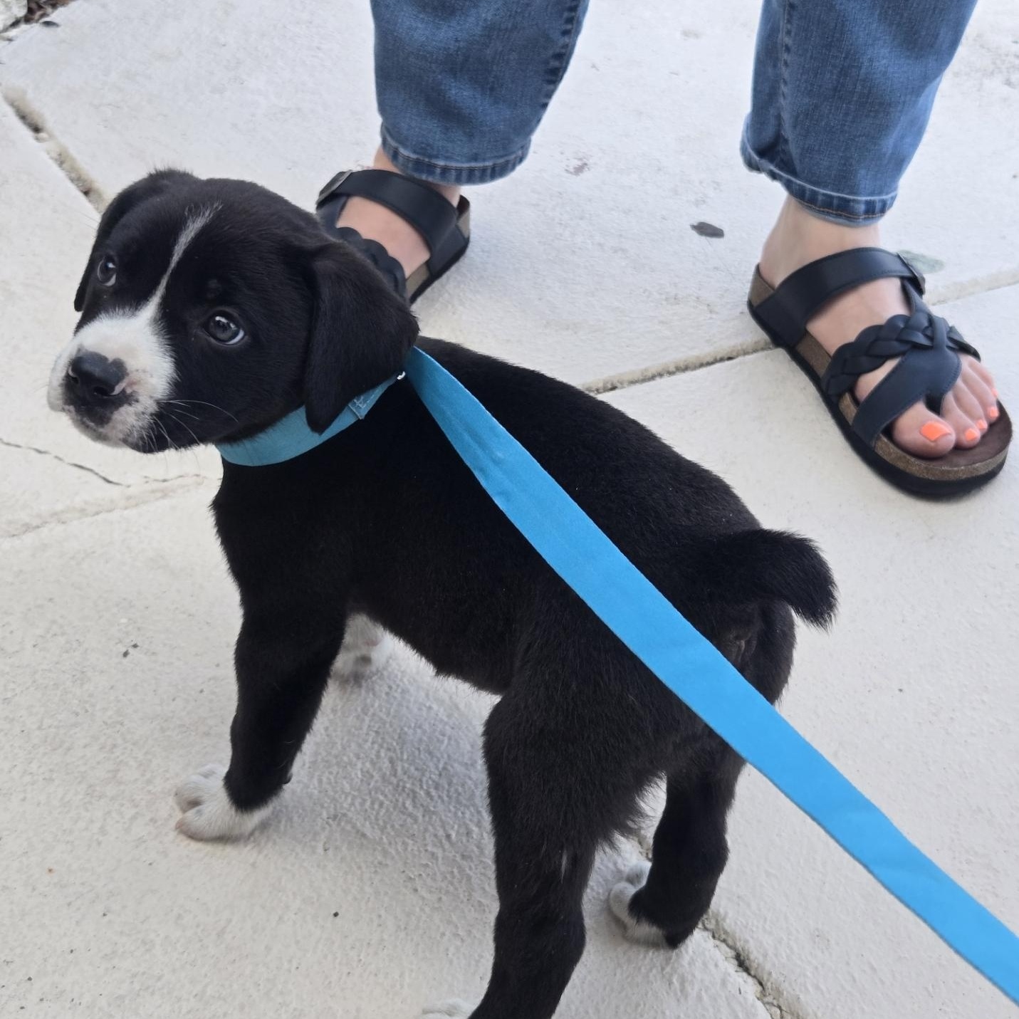 Boba, an adoptable mixed breed in Orlando, FL image 5/6