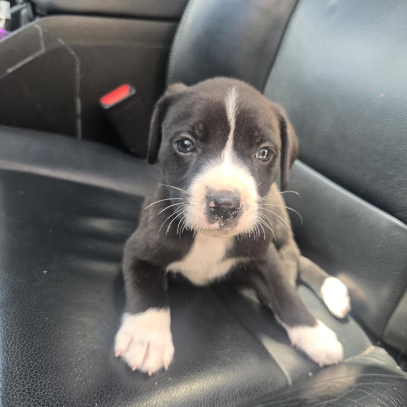 Enlarge Boba, an adoptable mixed breed in Orlando, FL image 2/6