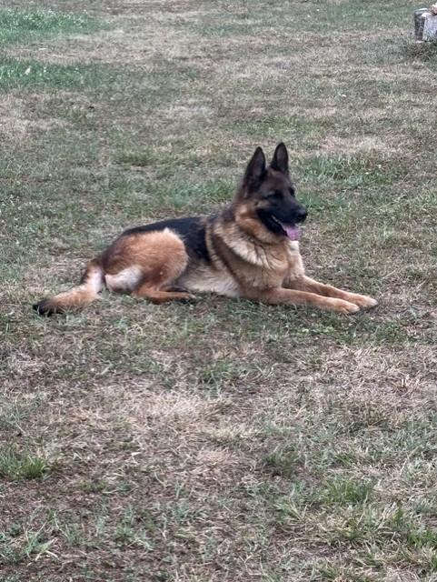 Enlarge AMORA, a ADOPTABLE German Shepherd Dog in Port Elizabeth, NJ image 2/3